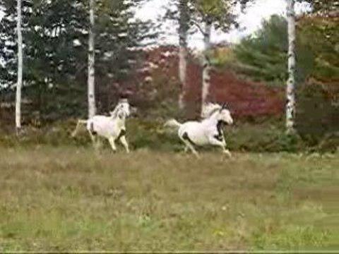 Pitou et mon '' No name '' dans le champs en train de s'amuser à nous faire courir =P Ils sont tellement beau ensemble!
