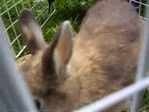 Mon petit bébé lapin qui essaie de prendre une têtée! =P Ça l'air difficile!
