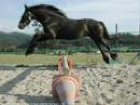 Frison... cheval reveur...