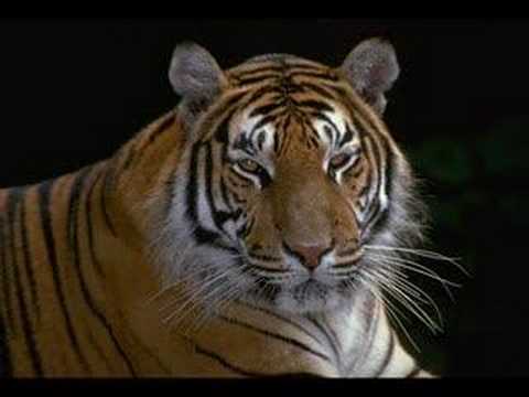 Le tigre un des animaux les plus beaux de la terre! Malheureusement en voie de disparition:( mon chinois va partir!:(