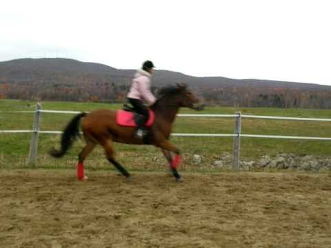 Un saut avec Henri...et arrache de rêne a la réception!