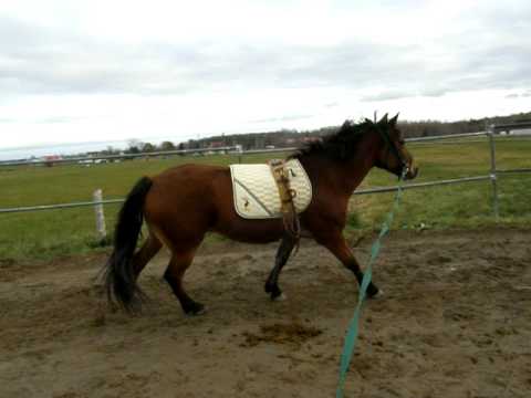 le voici dans un trot un peu plus actif et un peu de galop