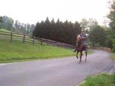 chevaux 4 temps