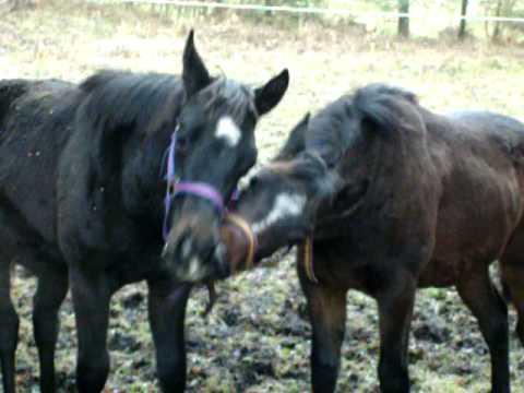 Shadow , Tonnerre ... les deux poulains tanan ! loll le jeux du licou !