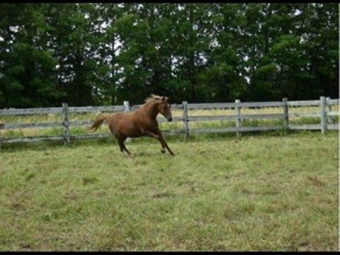 J'ai touv&eacute;e cette video, c'est trop horrible...