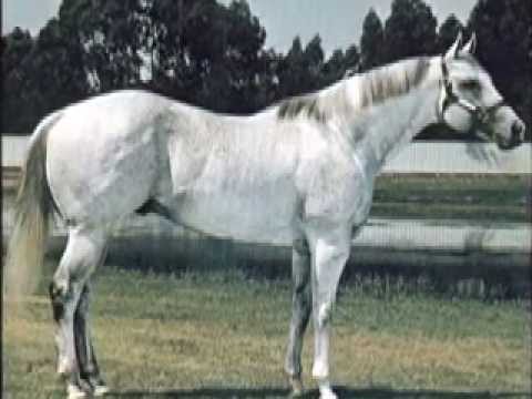 hoku the quarterhorse and family tree
