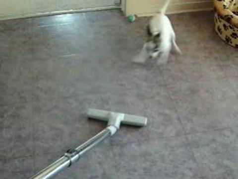 Mon chien contre la balayeuse!  LOL