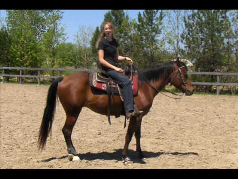 J'ai tout plein de montages de mes chevaux mais voici le tout premier que j'arrive à héberger ! Montage de mon Arabe...