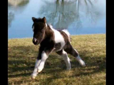 Video que jai fait sur les chevaux!