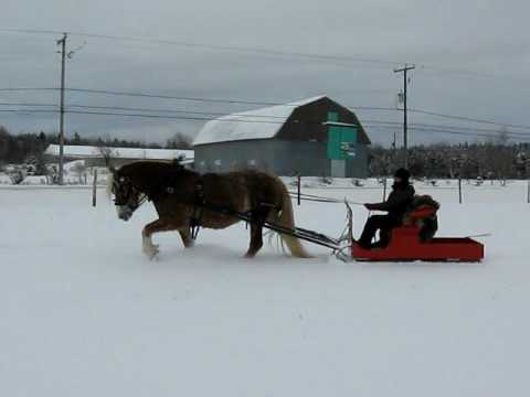 sleigh ride avec ma jument belge