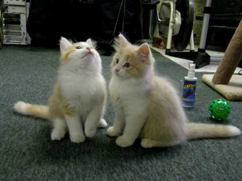 Nos petits bébé minou!
