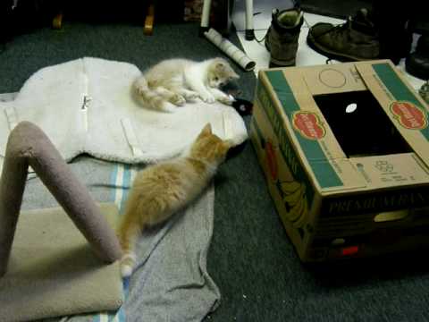 Bataille de t-minou!