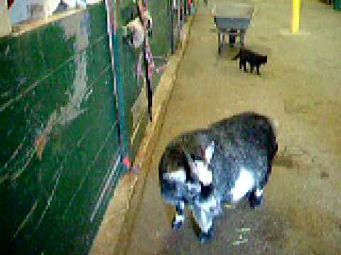 Ce cheval passerait sa journée à lécher la tête de la chèvre de l'écurie!!