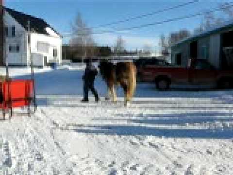 On amène ma jument  Dahlia à la sleigh PARTIE 3