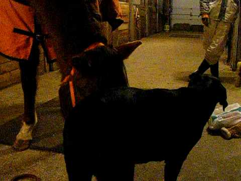 À voir jusqu'à la fin, mon cheval qui veut manger mon chien ( 20 janvier 2009 )... LOL !