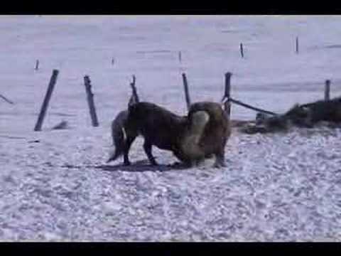 Mes poneys qui samusent dans la neige