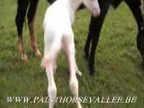 Syndrôme Léathal White