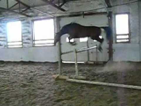 Ancien vidéo de mon gros en liberté sur un oxer à 4 pieds yeah !!!!