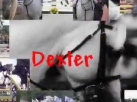Dexter un étalon Connemara de légende