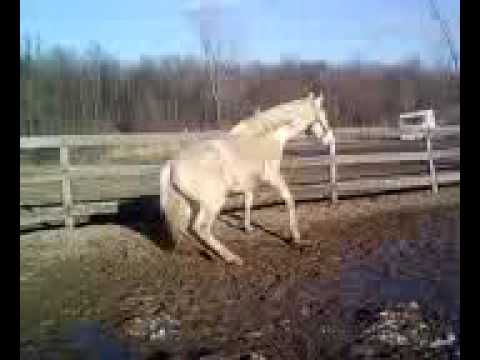 Gypsy qui se roule