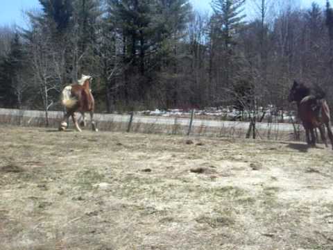 Mon bébé qui est lousse dans le champ (C'est le belge). Il se faisait vraiment du fun a jouer avec Colonel, le QH !