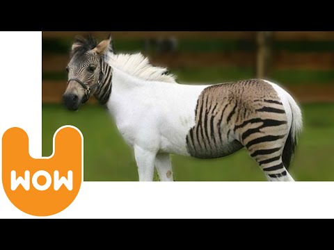 C'est nice les Zorse! xD