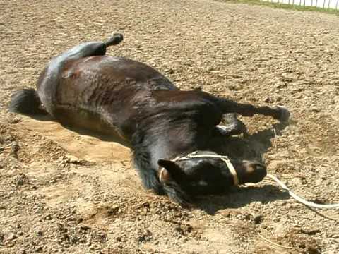 merlot rolling