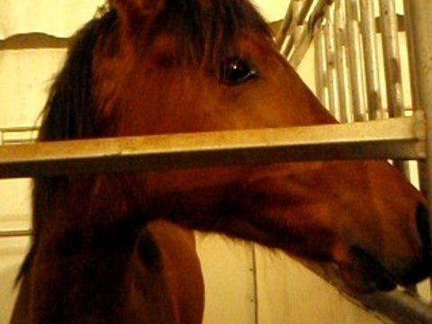 Future star ...poulain Cavalia