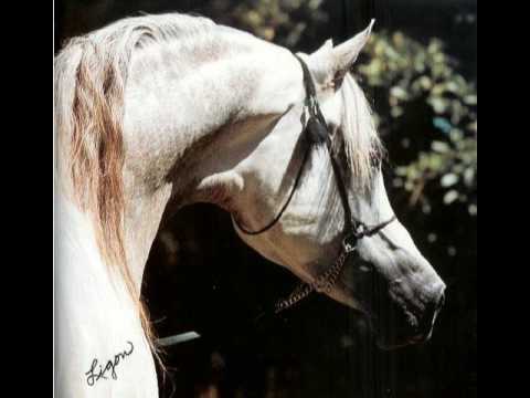 El Shaklan, un cheval dans la lignée de mon Arabe Skip :)