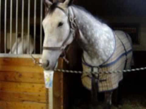 Euuuh. Vidéo assez cocasse de Baxter (cheval d'Emily) et Stuart. J'aime bien :)