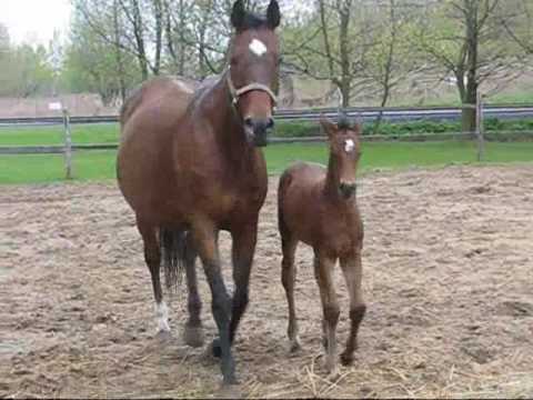Mon poulain frison/pure sang lors de sortie avec sa maman..