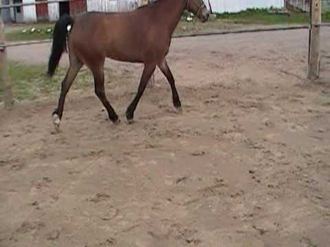 Une video prise aujourd'hui..je suis entrain de penser a un éparvin mou...