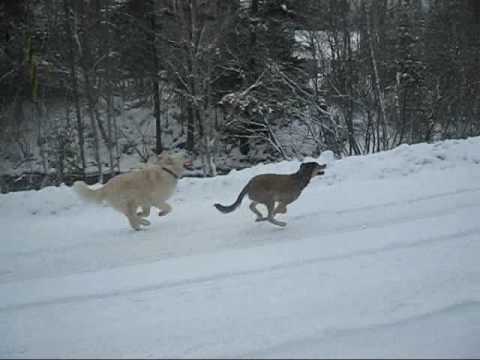 Mes chiens cet hiver au chalet avec le chien de mon amie , et y'a du traineau a la fin