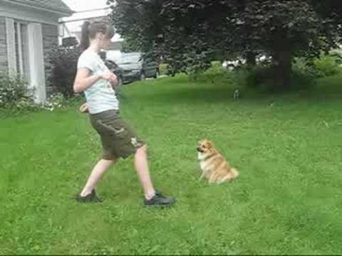Dog tricks .. Sa date de 1 an , disons quond cest beaucoup am&eacute;lior&eacute; et qu'Ils connaissent beaucoup + de tour ..