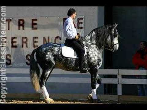 L'&eacute;quitation