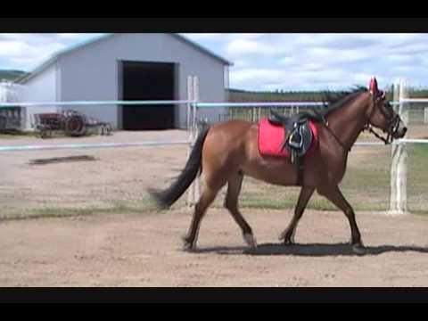 Henri au trot et un peu de galop dans le round pen cette aprem...comment le trouvez-vous?