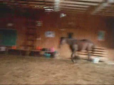 les premier saut de ma pouliche