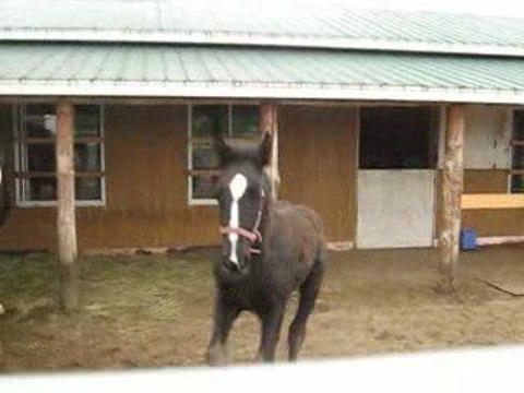 Pouliche de 2 mois DrumHorse/Hackney qui s'énervait XD Maman jla veux!! lol