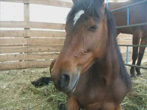 Nikita presque 2 ans...