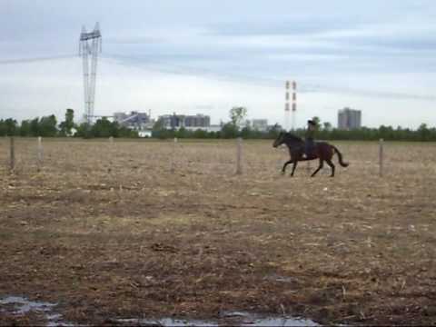 Mon cheval entrainement !