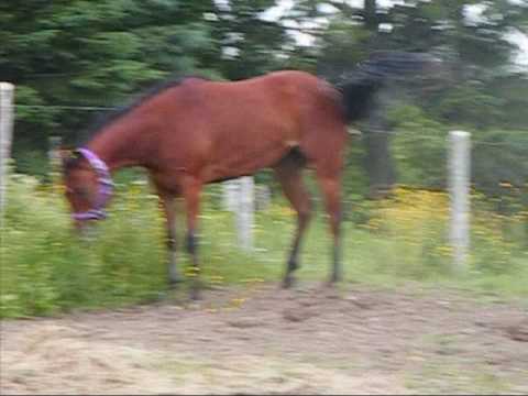 JM Coco Dash s'amuse en liberté ! C'est rare qu'on le voit courrir dehors.. !