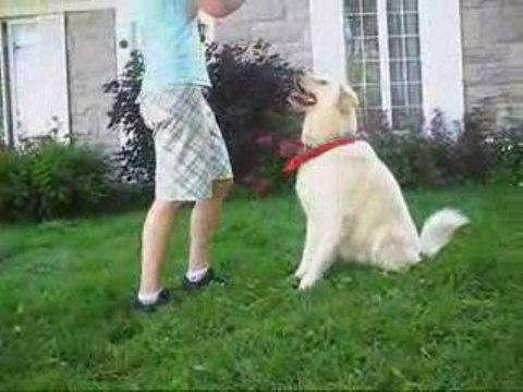 SnowBall en freestyle canin