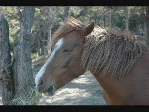 Un montage que j'ai fait sur ma ponette préférée.