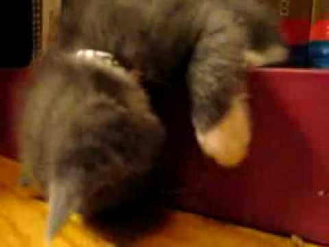funny kitten sleeping