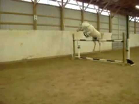 Tout le monde rêve d'avoiiir un poney comme ça !