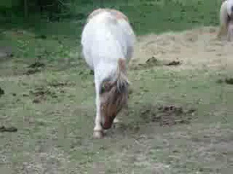 Poney trop mimi !!