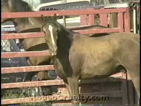Mexican Rodeo Horse Tripping, S.v.p. pas de commentaires raciste c'est pas necessaire. Il y a des abuseur d'animaux...