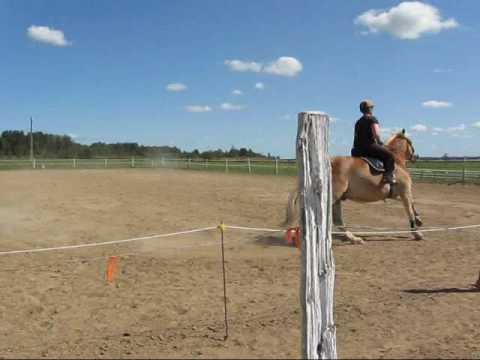 Théo en reprise de dressage monté par Rosée