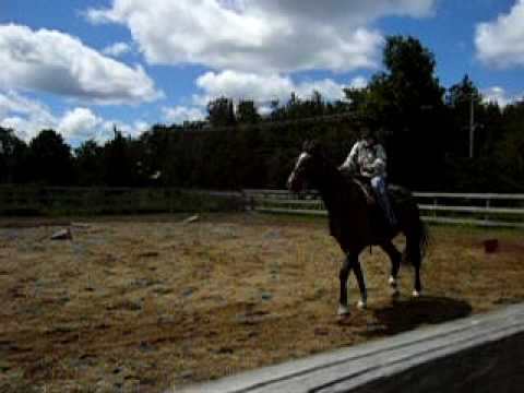 Mes débuts en trot assit lol. Jétait meuilleur en trot enlever quen trot assit ! Ces Yankee sa, il ressemble a Athéna...