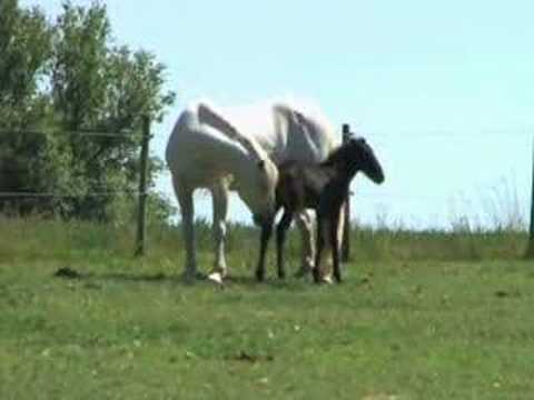 stallion and foal
